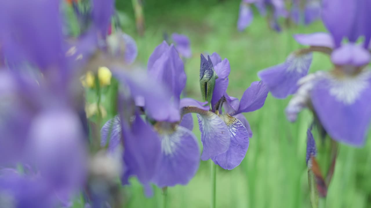 un campo de hermoso iris púrpura floreciente es polinizado por abejas melíferas europeas