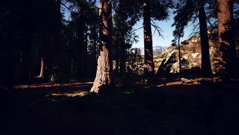 escala de las secuoyas gigantes del parque nacional de secuoyas