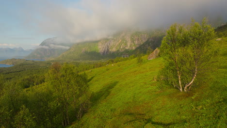 mystischer sommernebel tropft über bergklippen über grünen hügeln in lofoten, norwegen