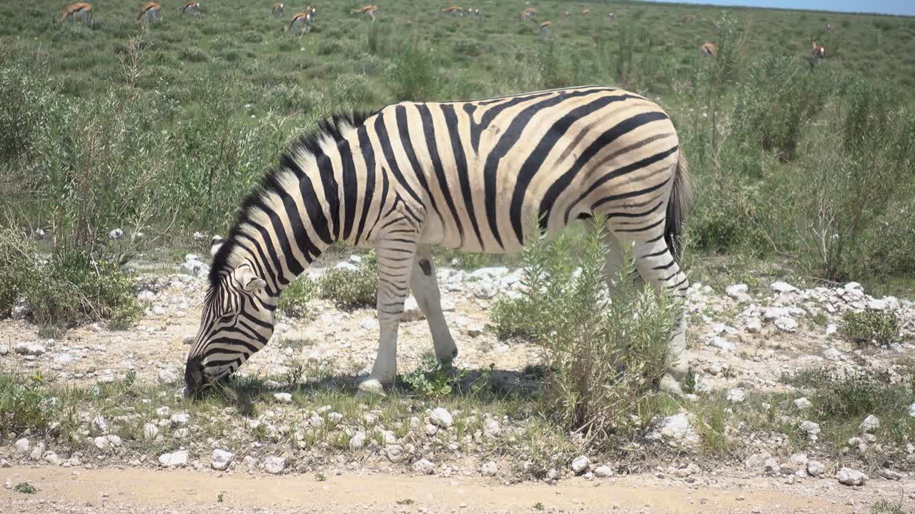 medio de una cebra africana salvaje comiendo hierba al lado de la carretera
