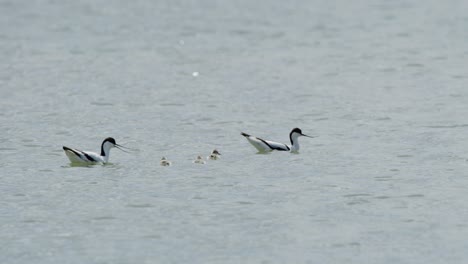 Familia-De-Pájaros-Kluut-Con-Pequeños-Pájaros-Recién-Nacidos-Nadando-En-El-Agua-Del-Lago,-Vista-A-Distancia