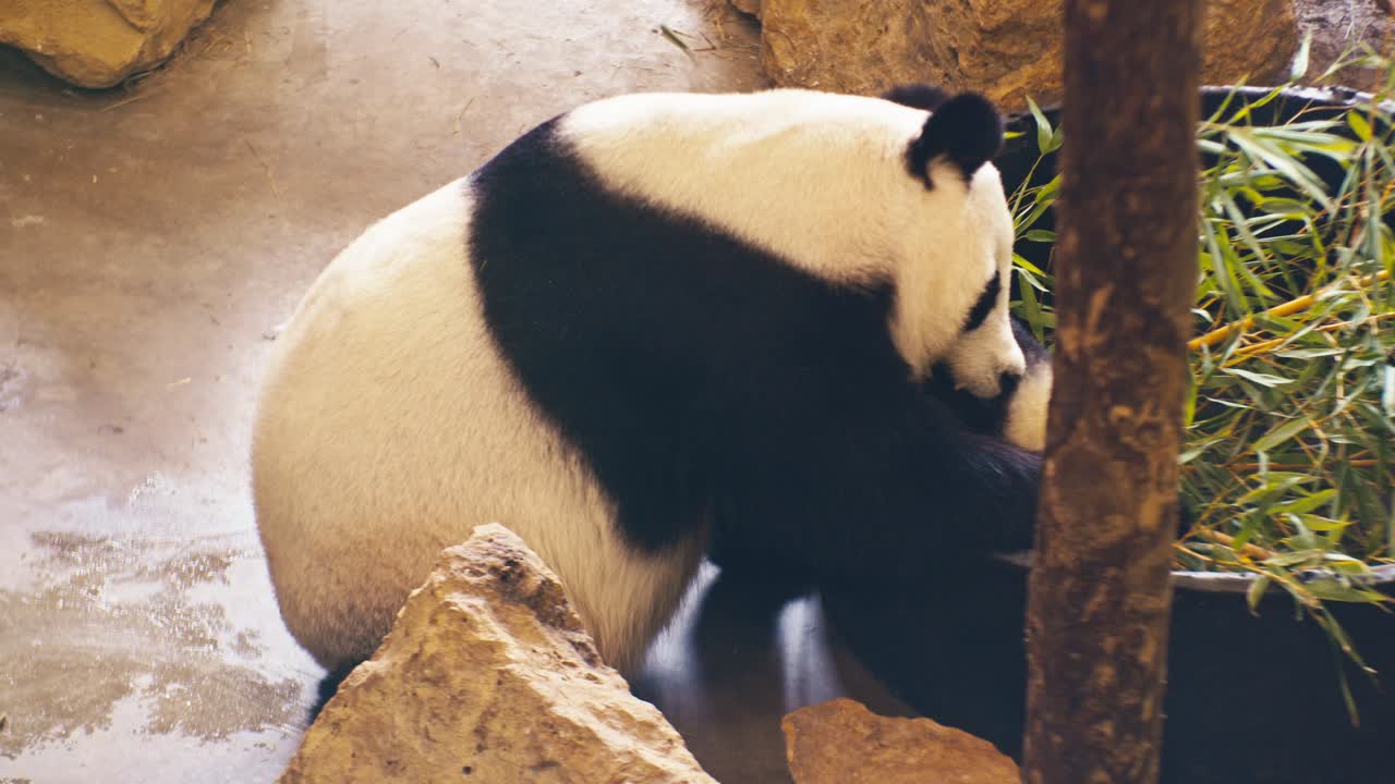 panda takes it's baby wildlife animals in the zoo, close-up view, digital film look