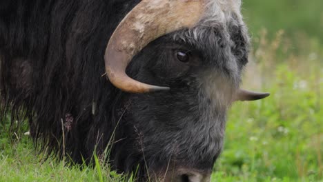 muskox (ovibos moschatus, en latín musky sheep-ox), también escrito musk ox y musk-ox, plural muskoxen o musk oxen es un mamífero con pezuñas de la familia bovidae.