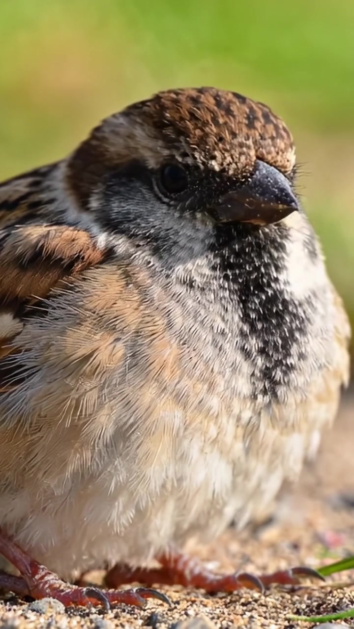 Un incontro ravvicinato con un affascinante passero che riposa a terra, mostrando i suoi intricati motivi di piume e la sua espressione accattivante in un ambiente naturale.