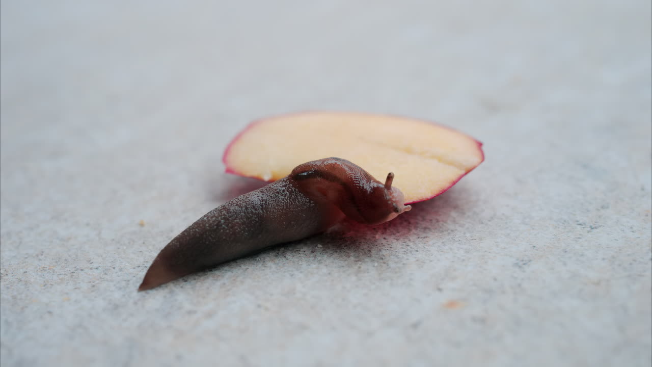 Close up of a slug moving on the ground eating a piece of apple