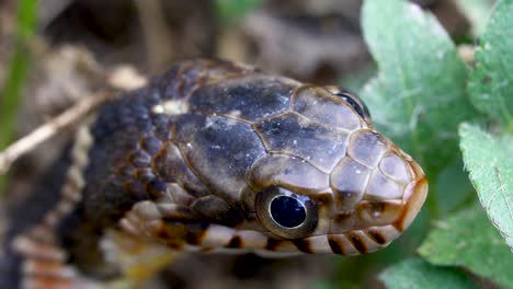 Static video of a juvenile plain-bellied water snake Nerodia erythrogaster. This is an extremely closeup shot of the head of the snake