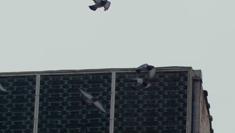 Bandada-De-Palomas-En-El-Borde-Del-Edificio