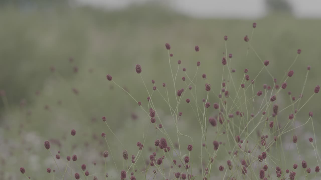 작은 보라색 꽃의