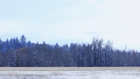 -Grassy-Field-in-Bozeman-Montana-During-a-Light-Snow-Storm-4K-Slow-Motion