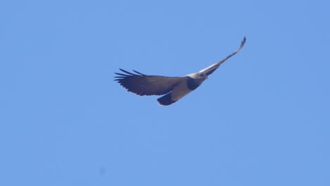 closeup view of a black chested buzzard eagle as it soars in the blue sky above