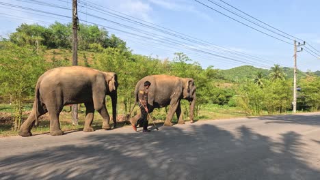 a herd of elephants crossing a paved road