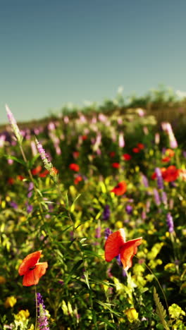 field of red poppy flowers in a summer meadow