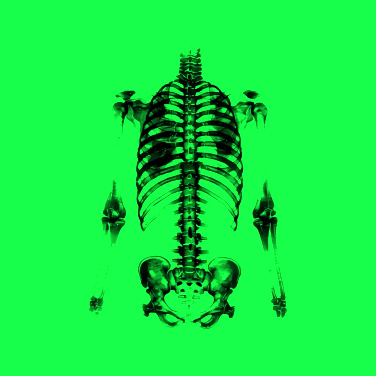 Vibrant skeletal anatomy illustration animation, transparent 4K video, green screen