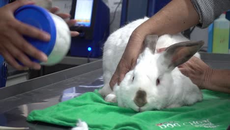 close-up shot of a white bunny laying on the vets table cleaning a thermometer