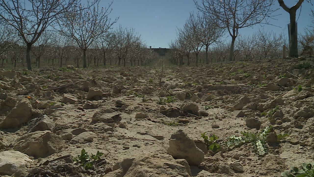 Fruit Orchard in Springtime