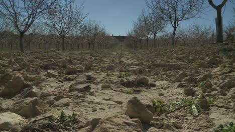 fruit orchard in springtime