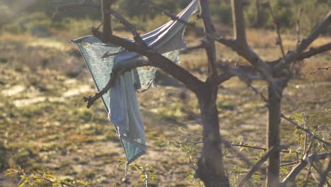 a pale blue cloth tied to branches as a tribute on apache holy land at sunrise