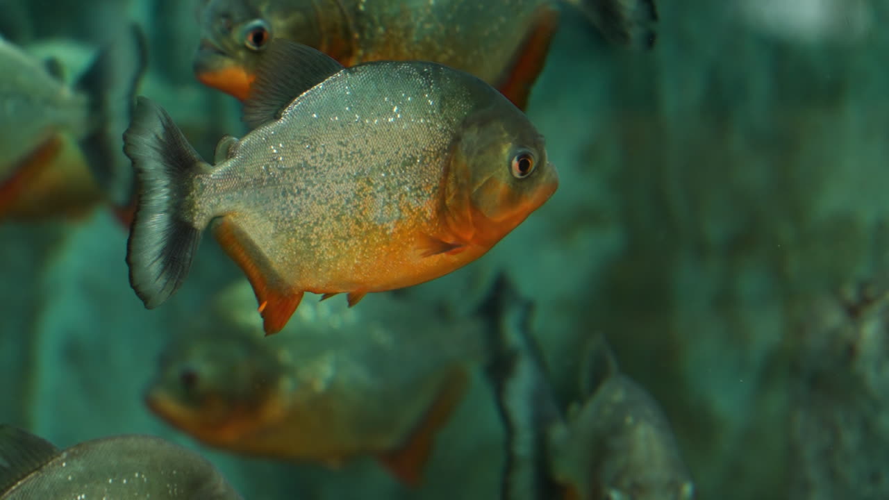 escuela o bandada de peces piranha de vientre rojo de cerca en el jardín botánico ecorium