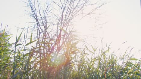 high key low angle: sun shines through tall grass in nature scene