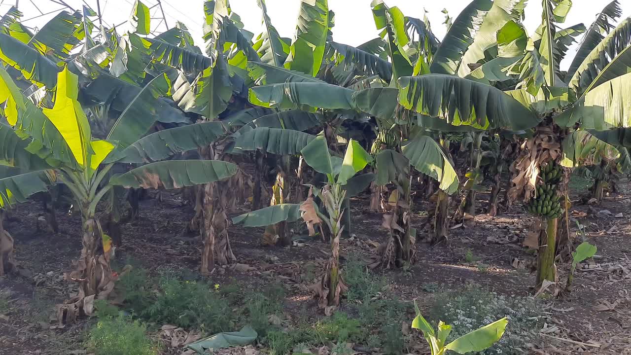 plantaciones de banano de tenerife bajo el sol brillante en la temporada de primavera, primer plano