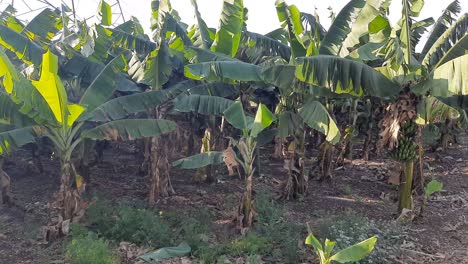 Tenerife-banana-plantations-under-the-bright-sun-in-the-spring-season,-close-shot