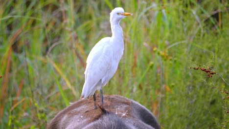 static shot of an egret standing on a buffalo's back for protection