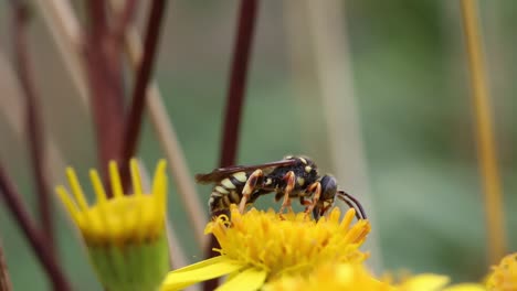 a solitary wasp feeding on a bright yellow ragwort flower in late summer