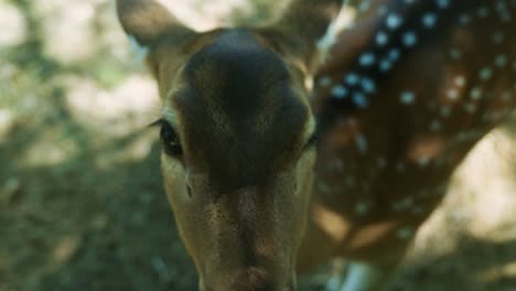 4K-Cinematic-slow-motion-wildlife-nature-footage-of-a-spotted-deer-from-up-close-in-the-middle-of-the-jungle-in-the-mountains-of-Phuket,-Thailand-on-a-sunny-day