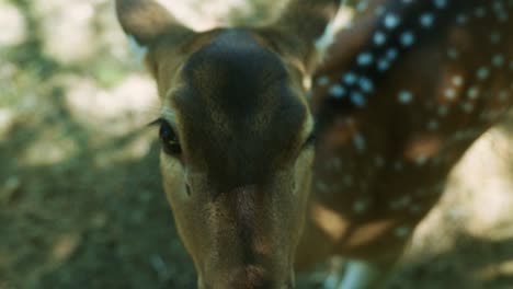 4k cinematic slow motion wildlife nature footage of a spotted deer from up close in the middle of the jungle in the mountains of phuket, thailand on a sunny day