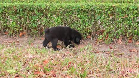 asian street dog black puppy digging and playing in a park