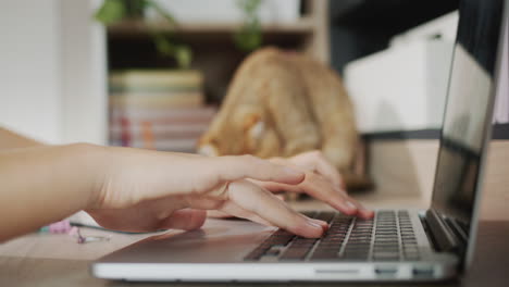 las manos del niño están escribiendo texto en un teclado de computadora portátil. en el fondo, un gato rojo