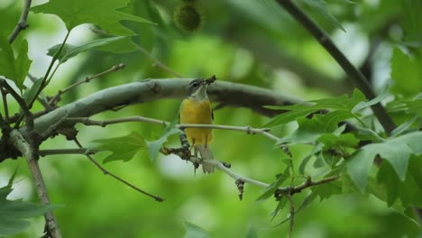 small yellow water bird standing on branch