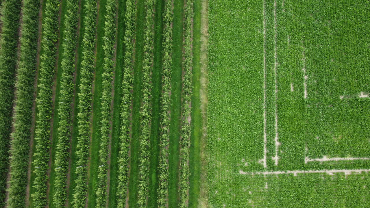 vista aérea de un huerto y un campo de frutas