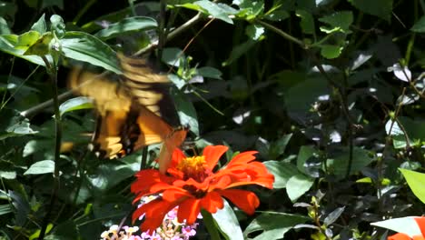 花を食べる蝶