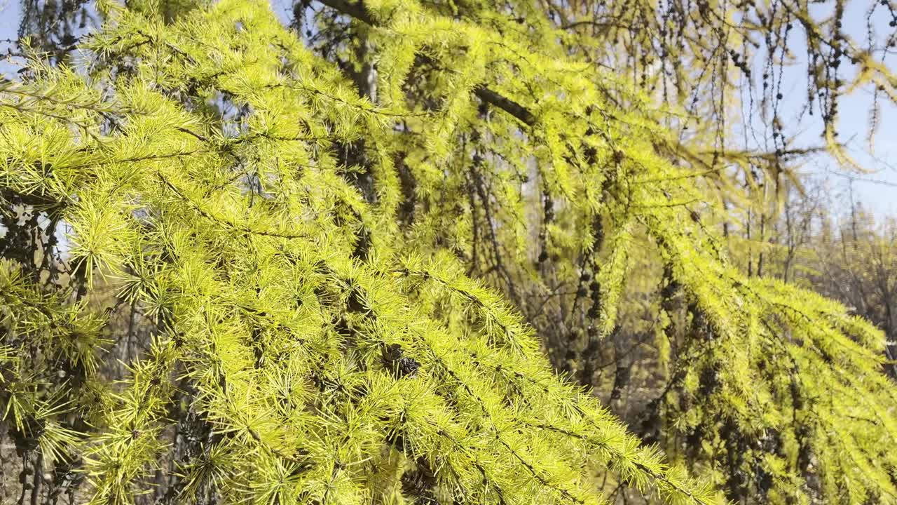 Delicate new tree needles sway gently in the breeze