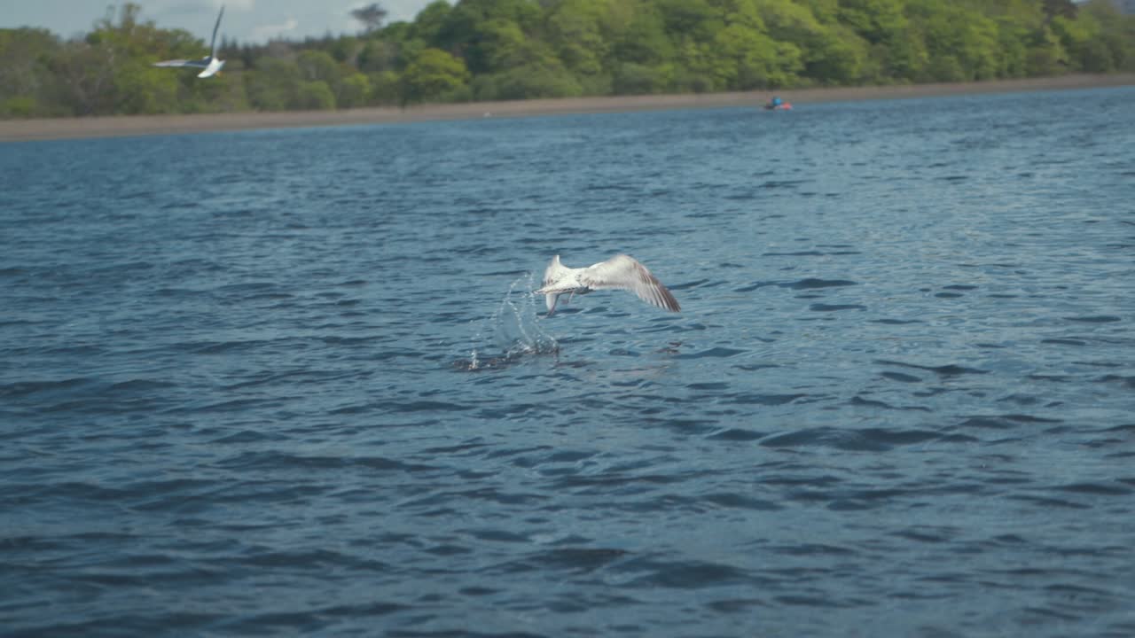 чайка взлетает и летит с реки