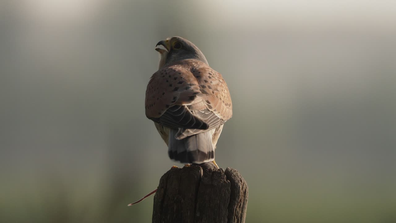 un cernícalo macho se sienta en un poste de madera con un ratón agarrado en sus garras y gira la cabeza para chirriar en un primer plano de su parte trasera