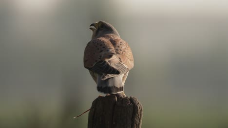 A-male-kestrel-sits-on-a-wooden-post-with-a-mouse-clutched-in-his-talons-and-turns-his-head-to-chirp-in-a-close-up-shot-of-his-backside