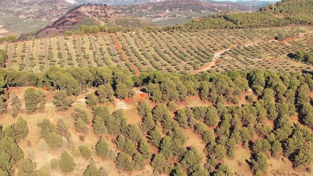 Alberi e uliveti creano paesaggi verdi a Granada, Spagna