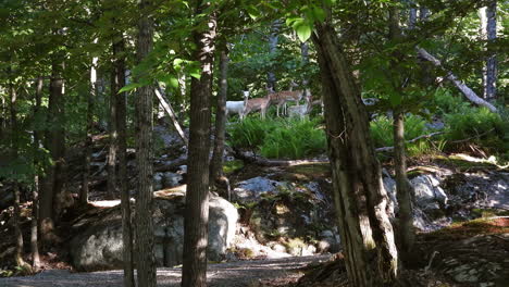 small herd of white tailed deer stand alert in the forest with one leucistic female and her fawn , wide shot