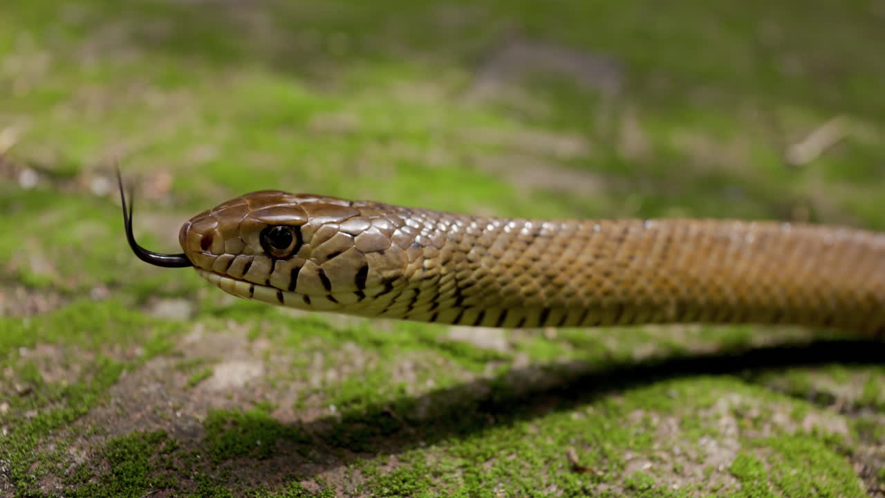 Primo piano laterale della testa di un serpente rattero indiano con la lingua che si muove lentamente; percependo in natura