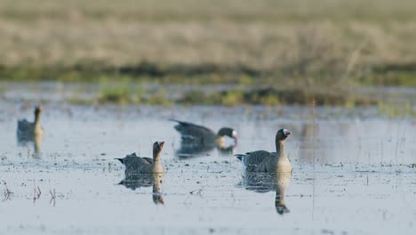 white-fronted geese resting in flooded meadow during spring migration sunny day