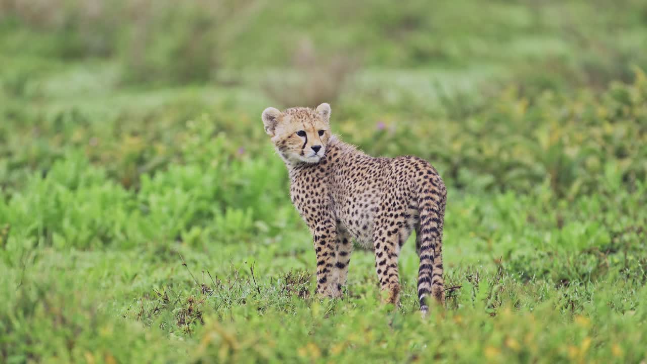 el cachorro de guepardo mirando a su alrededor en el parque nacional del serengeti, los guepardos en tanzania en áfrica en safari de vida silvestre africano animales de juego
