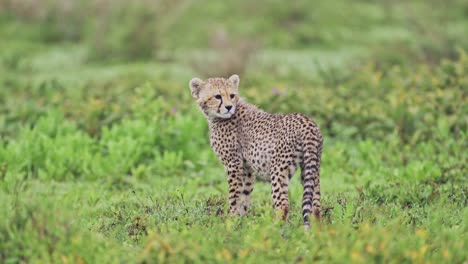 el cachorro de guepardo mirando a su alrededor en el parque nacional del serengeti, los guepardos en tanzania en áfrica en safari de vida silvestre africano animales de juego