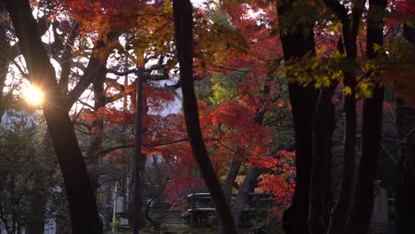 early morning sunlight hitting beautiful bright fall colored tree silhouettes