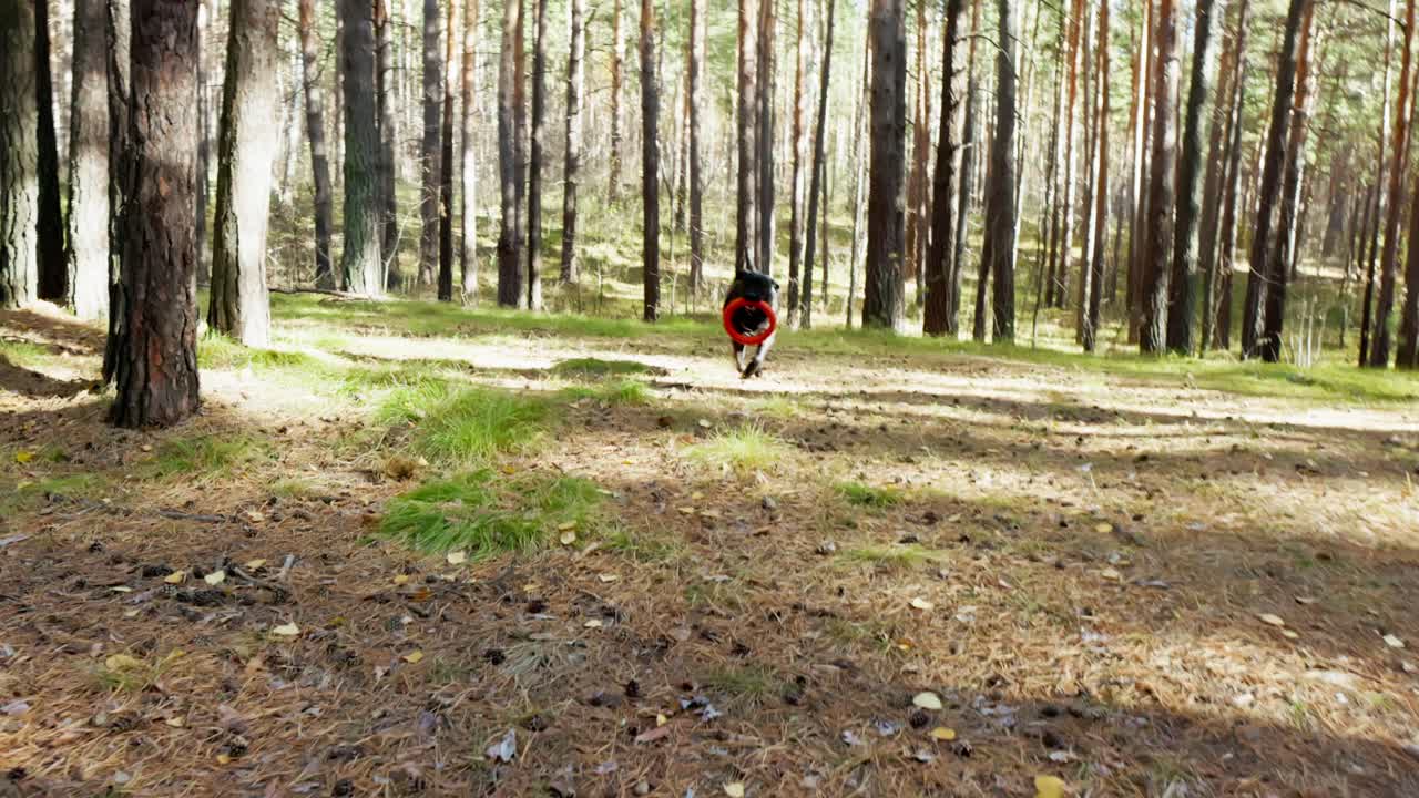 Cane Labrador nero che corre e gioca con un giocattolo in una pineta
