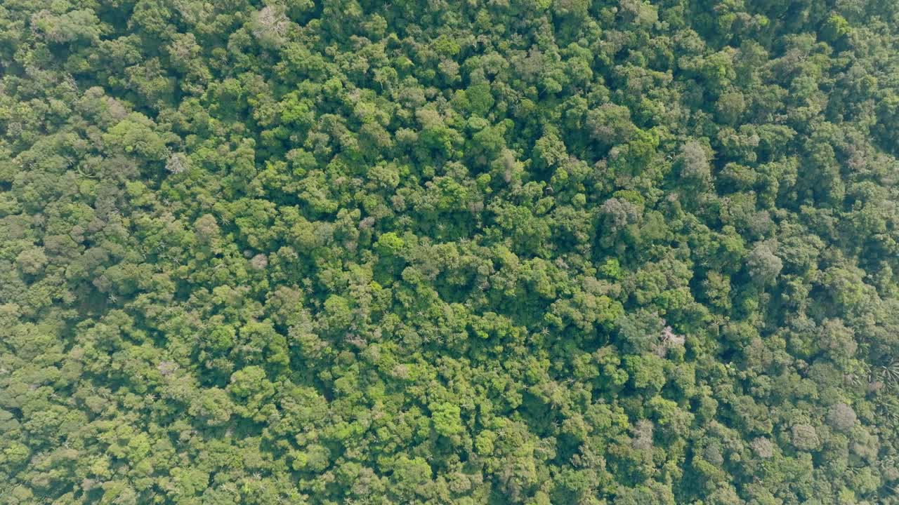 Top down drone shot of the jungle from above, slowly descending towards the trees
