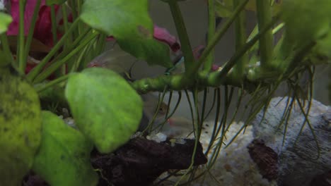 Coloridos-Peces-Tropicales-En-El-Acuario-De-Agua-Clara-Con-Maderas-Flotantes,-Gravas,-Plantas-Verdes-Y-Rojas