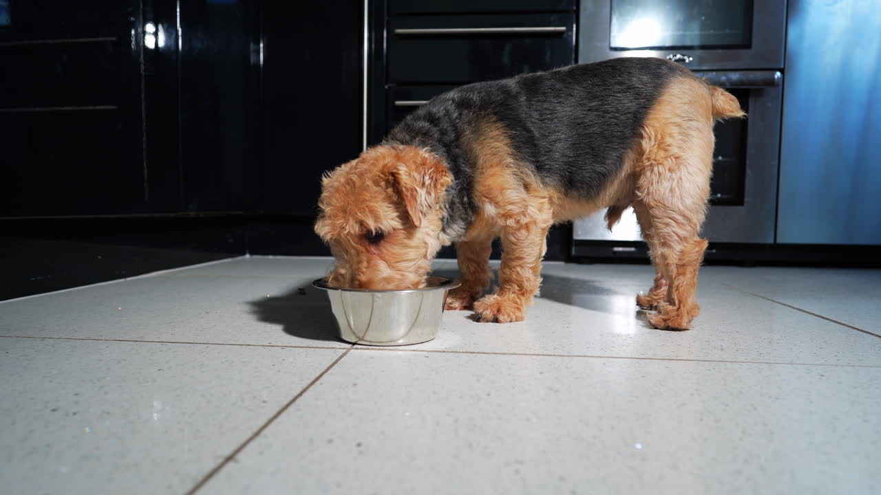el perro terrier bebe lamiendo de un tazón de acero inoxidable, un perrito sediento negro y tostado
