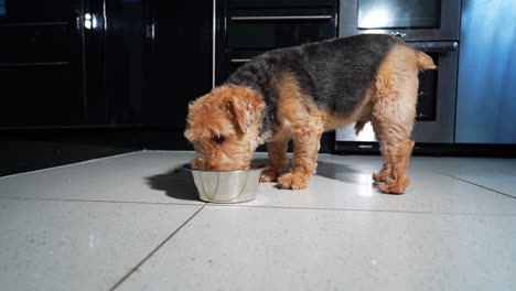 el perro terrier bebe lamiendo de un tazón de acero inoxidable, un perrito sediento negro y tostado